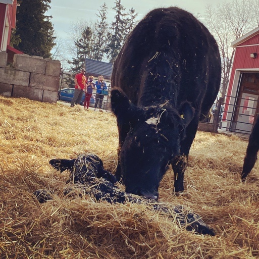 a cow eating grass